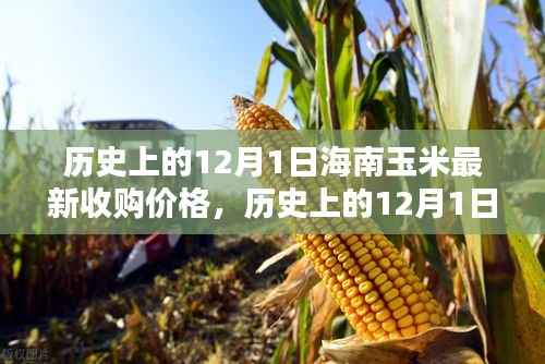 历史上的12月1日海南玉米最新收购价格及其影响深度解析