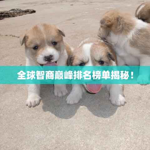 全球智商巅峰排名榜单揭秘!