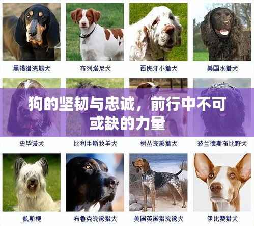 狗的坚韧与忠诚，前行中不可或缺的力量