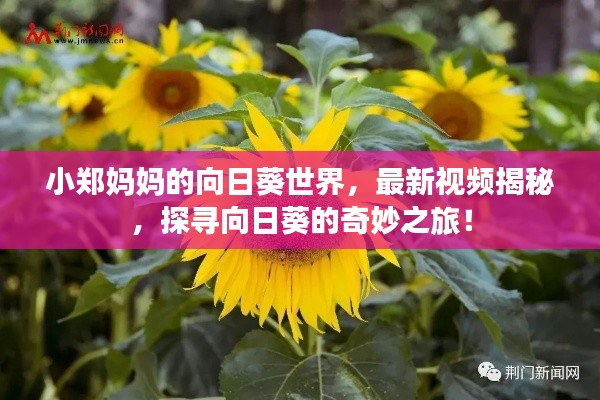 小郑妈妈的向日葵世界,最新视频揭秘,探寻向日葵的奇妙之旅!