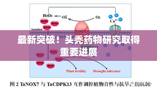 最新突破!头秃药物研究取得重要进展